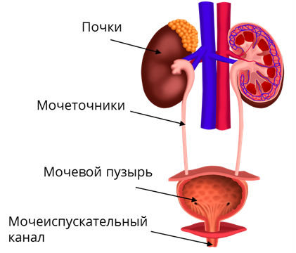 Какая должна быть моча у здорового человека в норме