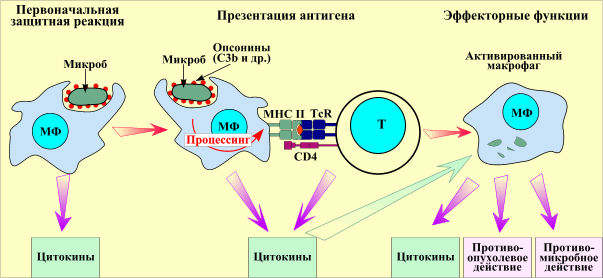 Лейкоцитурия в моче: что это значит, причины у детей