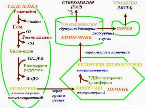 Патологические компоненты мочи, строение системы мочеобразования
