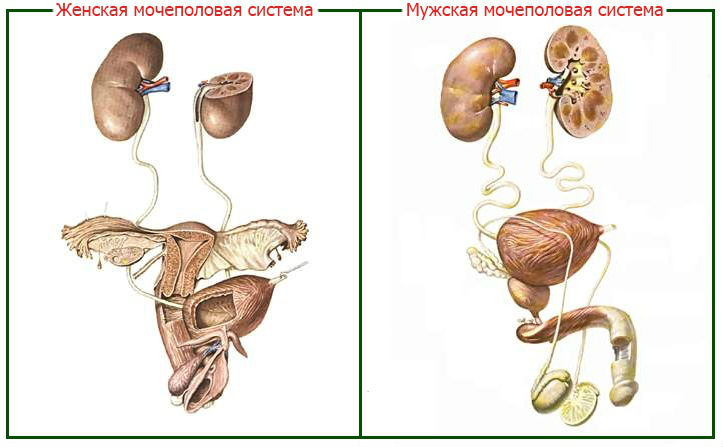 Кишечная палочка в уретре, симптомы и лечение при цистите