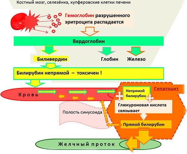 Желчные пигменты в моче: что это значит, норма их содержания Желчные пигменты в моче: что это значит, норма их содержания