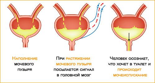 Прерывистое мочеиспускание у мужчин и женщин, его причины