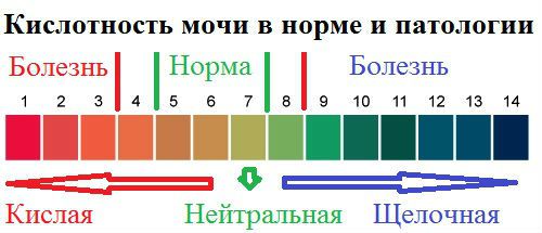 Реакция мочи в норме: причины щелочной реакции, что значит pH