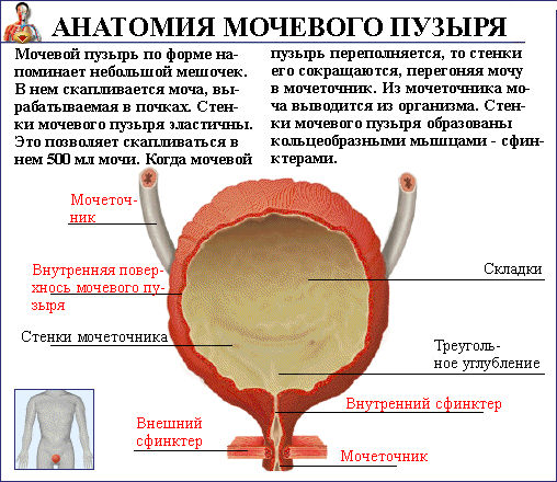 Мочевой пузырь не опорожняется полностью у женщин и мужчин: причины, лечение