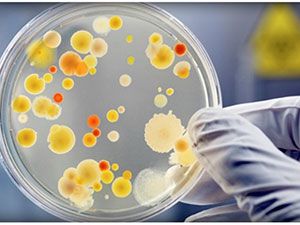 Proteus mirabilis в моче у ребенка, у взрослых, при беременности