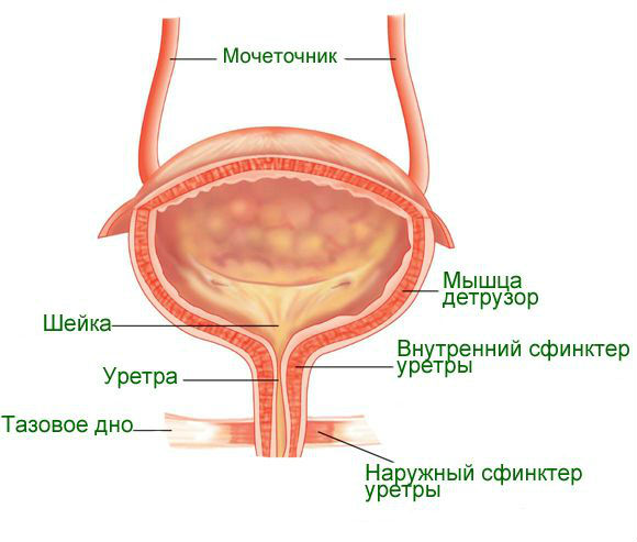 Взвесь в мочевом пузыре (мелкодисперсная и гиперэхогенная), что это такое