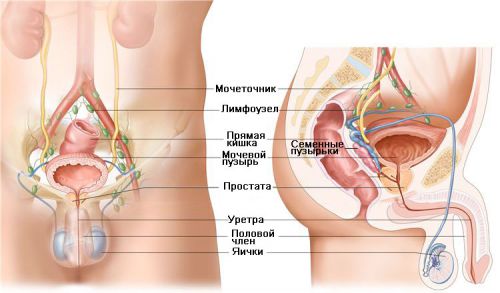 Отличается ли женская моча от мужской, в чем различия анализа