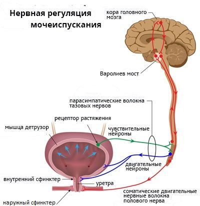 Императивные позывы к мочеиспусканию и недержание мочи