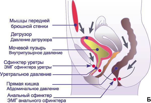 Императивные позывы к мочеиспусканию и недержание мочи