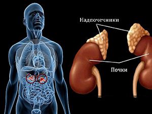 Гиперфункция и гипофункция надпочечников (мозгового слоя): симптомы и лечение