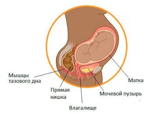 Анализ мочи при беременности: норма у беременных, расшифровка таблицы