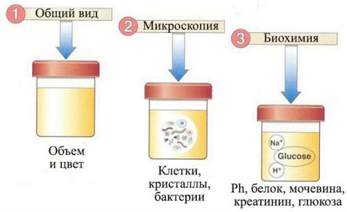 Суточная моча, как собирать ее правильно, нормы мочи