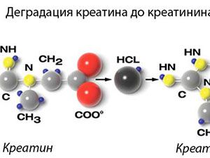 Анализ мочи по Ребергу: как правильно собирать и сдавать пробу