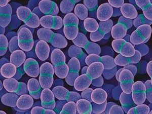 Enterococcus Faecalis в моче, норма энтерококка у женщин и ребенка