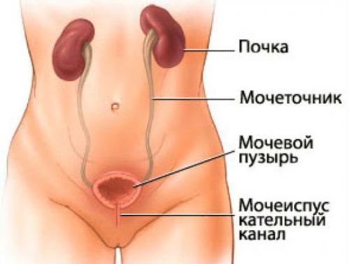 Эпителий плоский в моче: норма у женщин, почему повышен