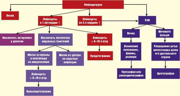 Повышенные лейкоциты в моче: что это значит, почему их много