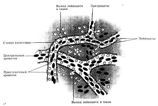 Лейкоциты в моче при беременности: почему повышены (причины) и норма