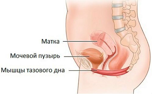 Лейкоциты в моче при беременности: почему повышены (причины) и норма
