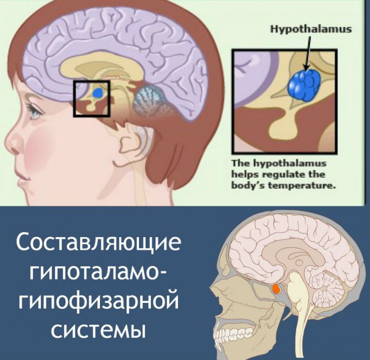 Удельный вес мочи ниже нормы: причины низкой относительной плотности