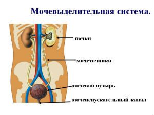 Мочевыводящая система человека, строение мочеиспускательной системы