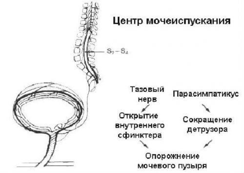 Мочевыводящая система человека, строение мочеиспускательной системы