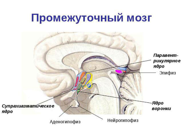 Почки человека: что это такое, их строение и роль в организме
