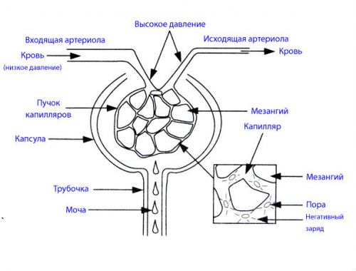 Фильтрация крови в почках, где происходит этот процесс