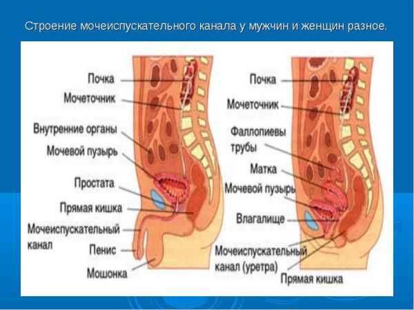 Мочеиспускательный канал у женщин и мужчин, его строение (устье, сфинктер) Мочеиспускательный канал у женщин и мужчин, его строение (устье, сфинктер)