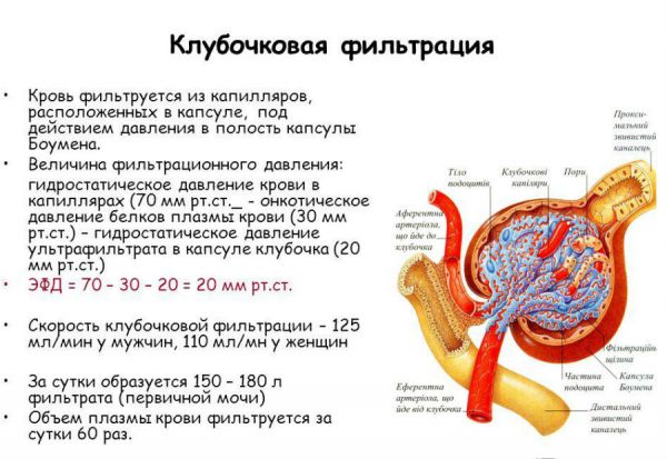 Клубочковая фильтрация почек: что это такое, норма показателей