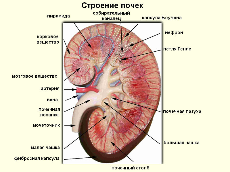 Паренхима почки: что это такое, норма толщины, паренхиматозная перемычка
