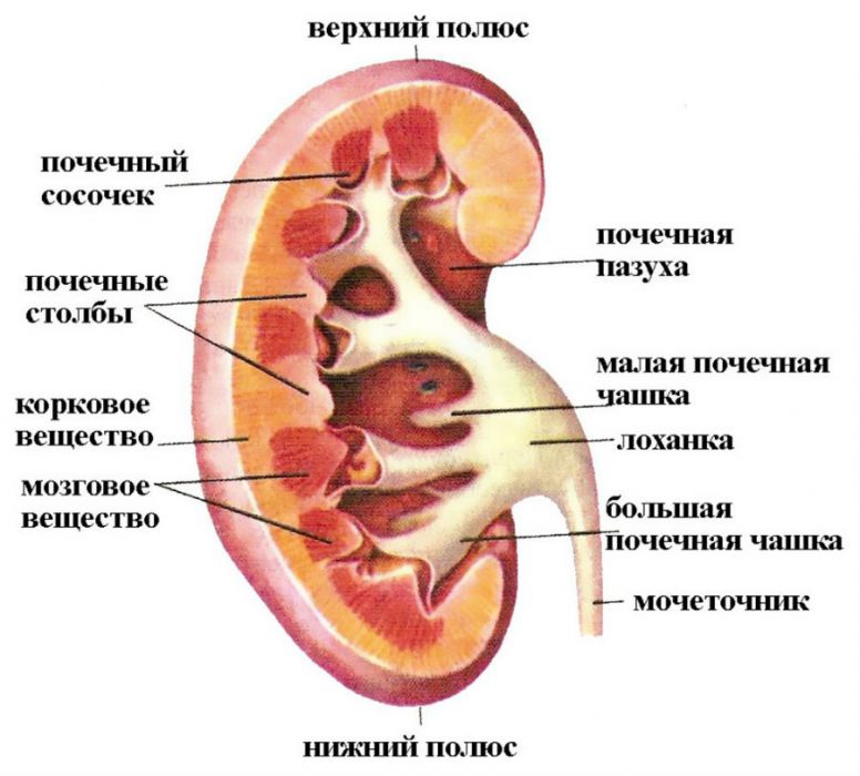 Главные функции почек в организме человека, их взаимосвязь со строением органа