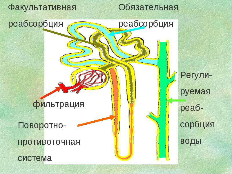 Главные функции почек в организме человека, их взаимосвязь со строением органа