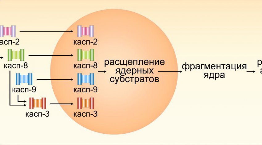 Анализ крови на раковые клетки в организме: подготовка к процедуре, расшифровка результатов и список показателей наличия раковых клеток в организме
