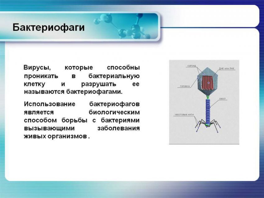Бактериальный простатит (хронический, острый): лечение народными средствами, симптомы, причины