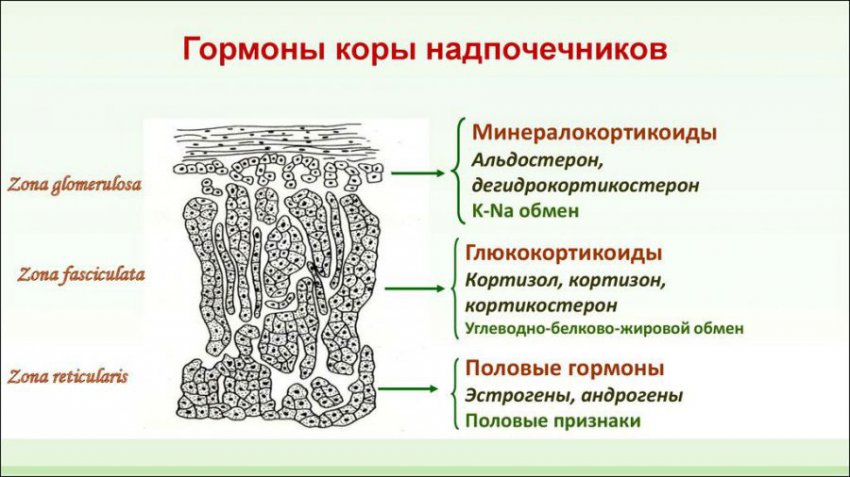 Болезнь Аддисона: симптомы, лечение и диагностика у женщин, фото больных