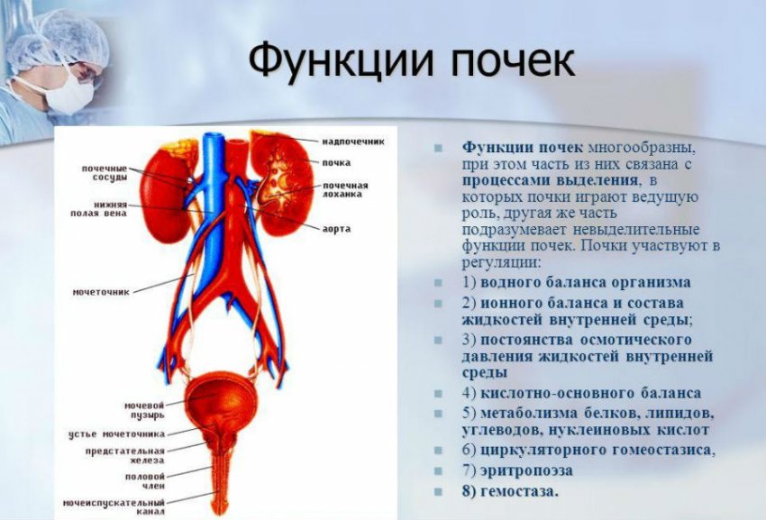 Урофит форте: инструкция, цена и отзывы о нем