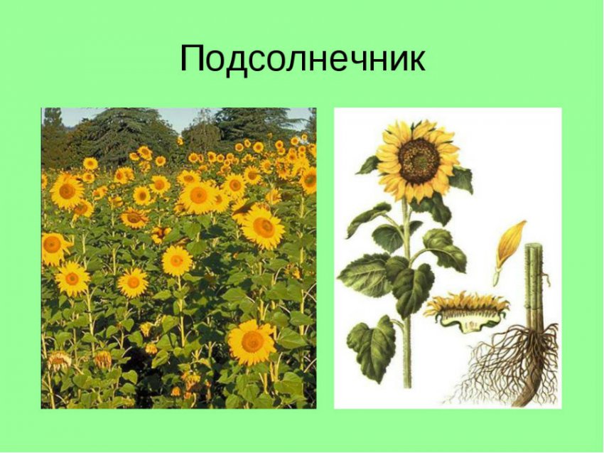 Корень подсолнуха от камней в почках: рецепт лечения подсолнечником