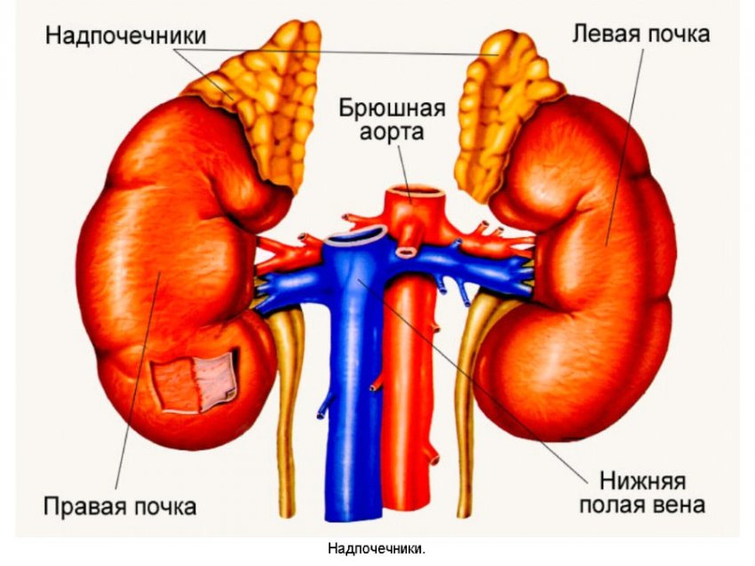 Надпочечники: строение и функции, где расположены у человека, их фото