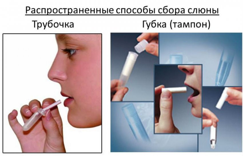 Надпочечники: строение и функции, где расположены у человека, их фото