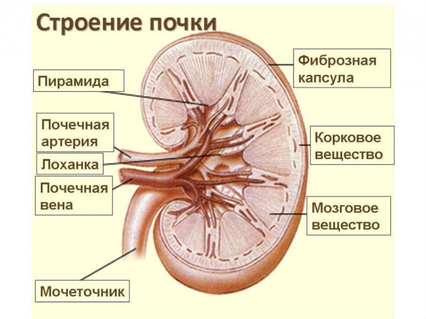 Для чего нужны почки человеку и какие функции они выполняют