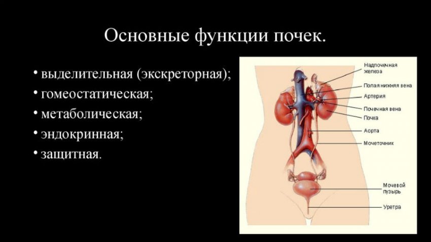 Для чего нужны почки человеку и какие функции они выполняют