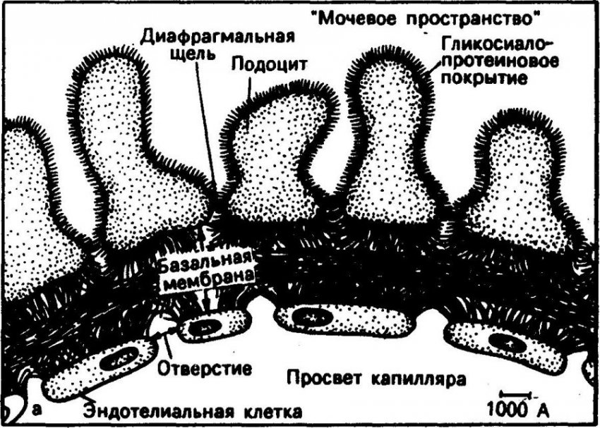 Образование мочи (первичной и вторичной): процесс и механизм образования, этапы