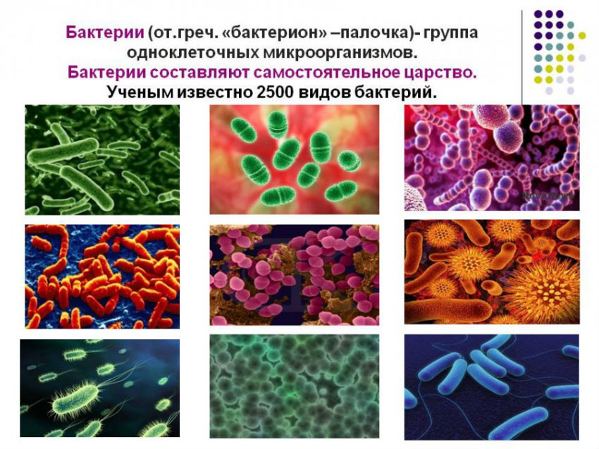 Причины пиелонефрита у женщин и детей (острого и хронического)