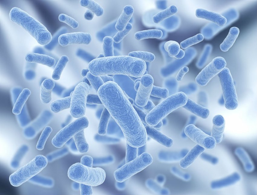 Кишечная палочка в моче при беременности (escherichia coli) и ее лечение