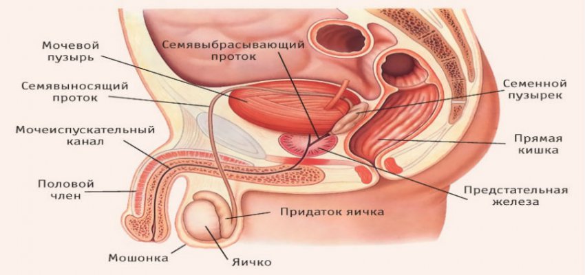 Передается ли цистит от женщины к мужчине половым путем, заразен ли он