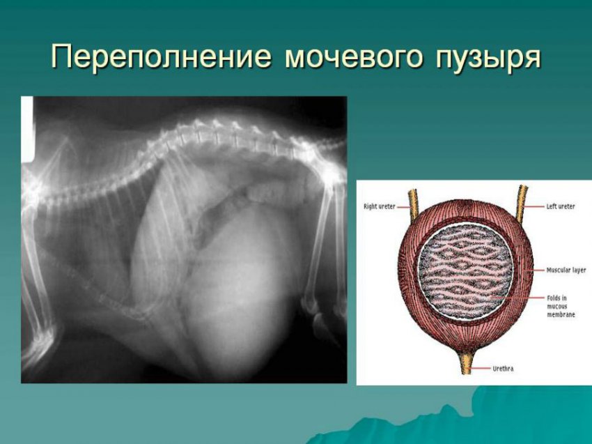Пальпация мочевого пузыря: как проводится, виды процедуры