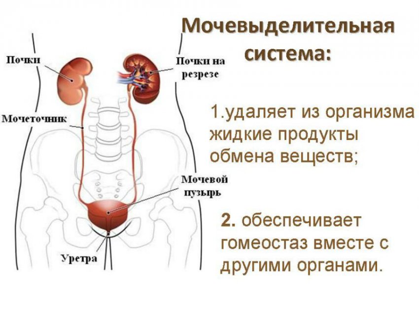 Не до конца выходит моча из мочевого пузыря: что делать женщинам, мужчинам