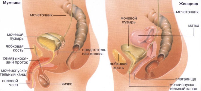 Вялое мочеиспускание у мужчин и женщин (нет напора), лечение народными средствами