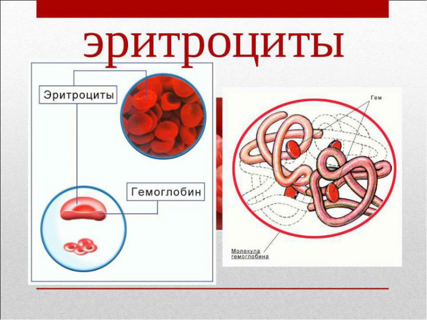 Эритроциты в моче (измененные и неизменные): что это значит, норма, причины