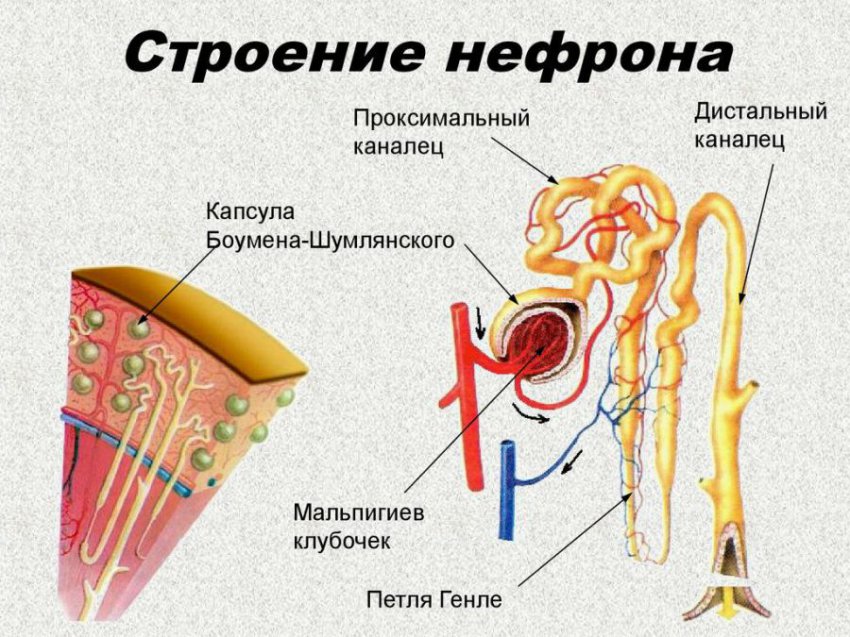 Глюкозурия (почечная и при сахарном диабете), причины и лечение